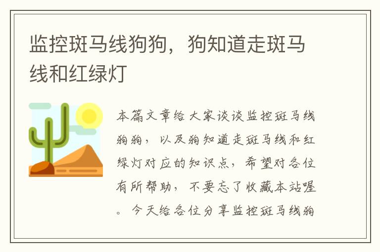 监控斑马线狗狗,狗知道走斑马线和红绿灯