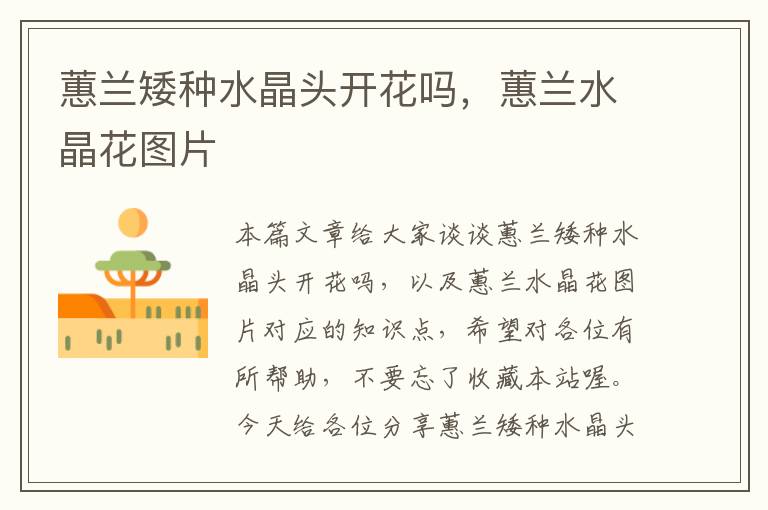 蕙兰矮种水晶头开花吗,蕙兰水晶花图片