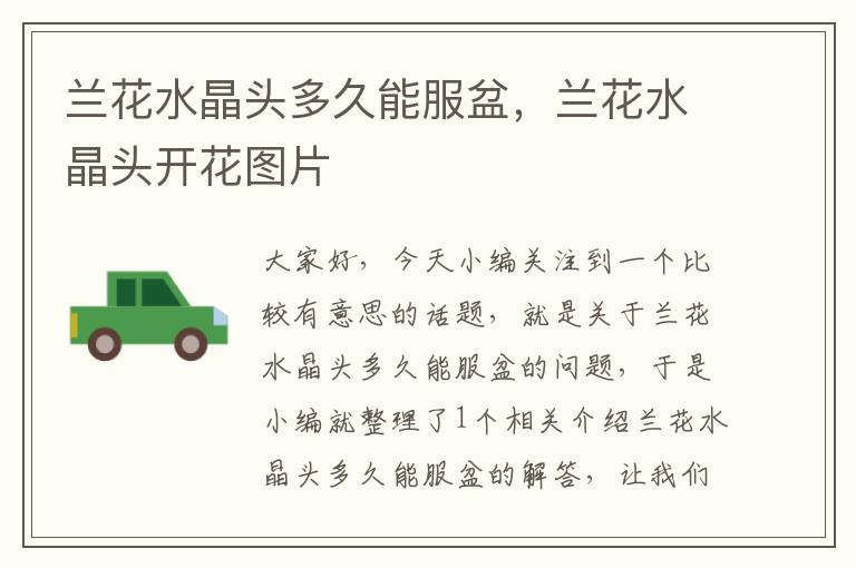 兰花水晶头多久能服盆,兰花水晶头开花图片