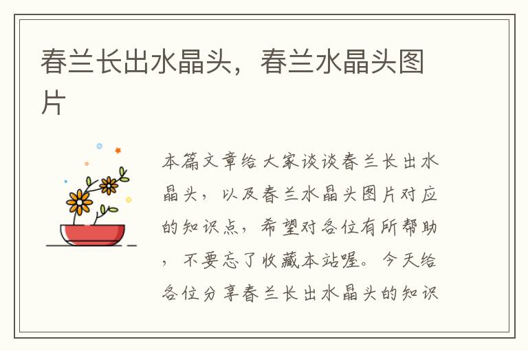 春兰长出水晶头,春兰水晶头图片