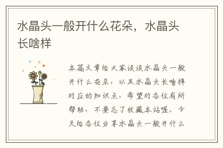 水晶头一般开什么花朵,水晶头长啥样