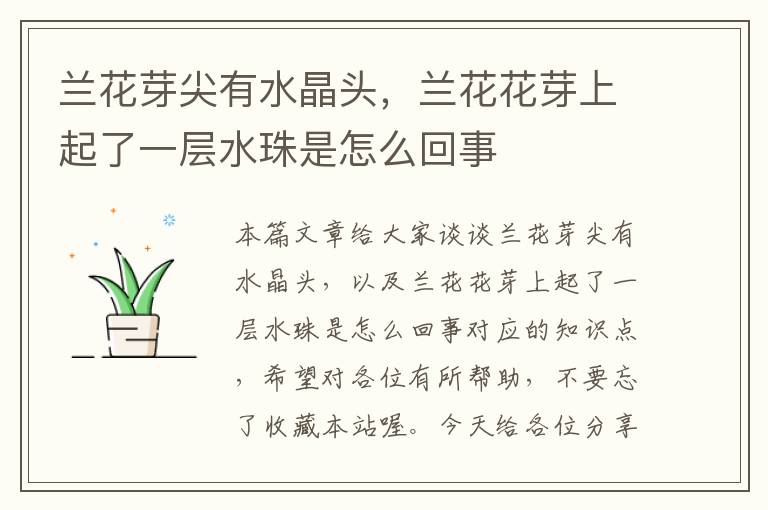 兰花芽尖有水晶头,兰花花芽上起了一层水珠是怎么回事