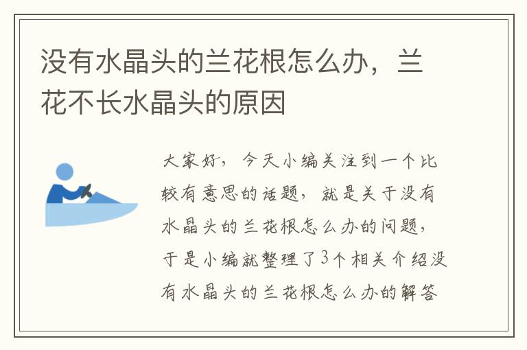 没有水晶头的兰花根怎么办,兰花不长水晶头的原因