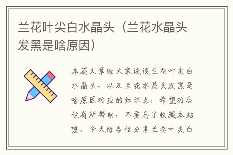 兰花叶尖白水晶头(兰花水晶头发黑是啥原因)
