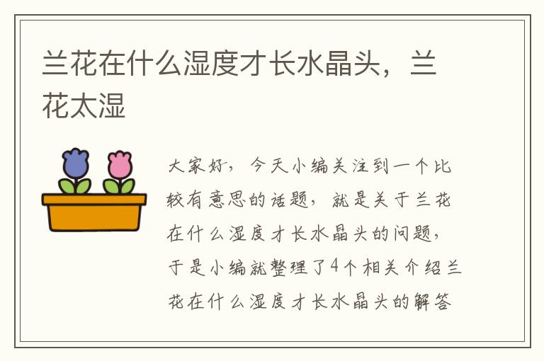 兰花在什么湿度才长水晶头,兰花太湿